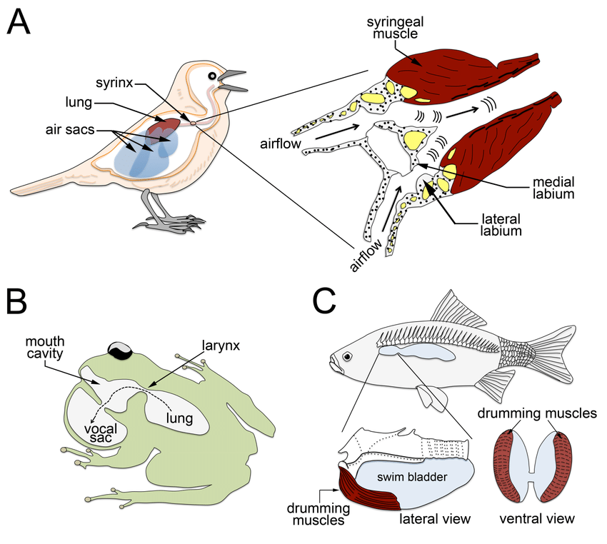 talks/vocalization_in_vertebrates.png